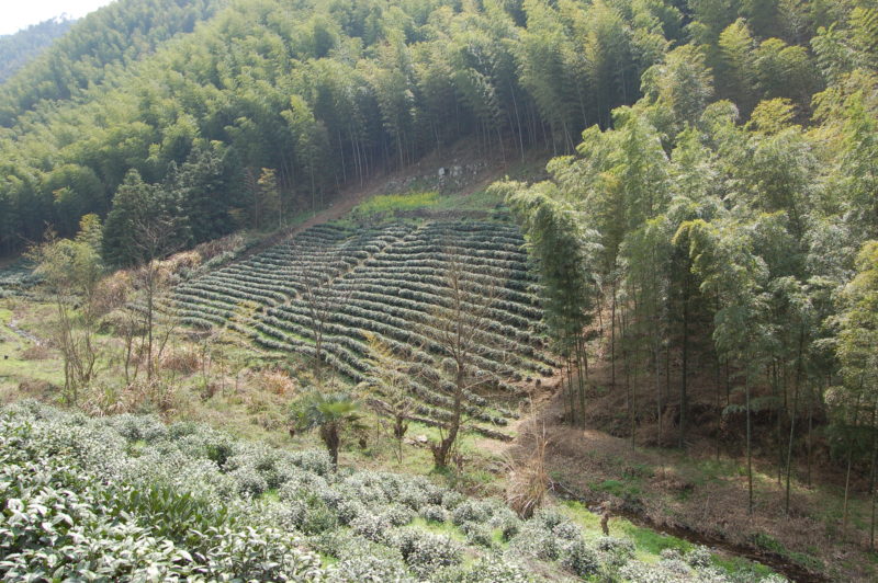 Several rows of tea bushes in a small garden framed by tall leafy trees.