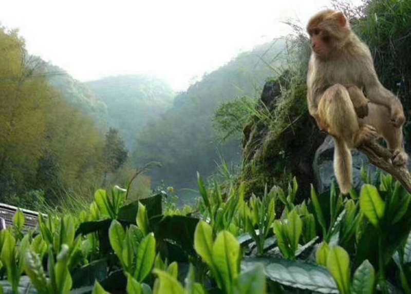 One of the pale colored monkeys that live in the Tai Ping area, perched on a branch above some tea bushes.