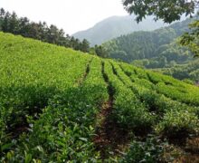 Sunflower Seed Chinese green teas hillside garden in Luan City, Anhui Province, China