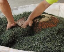 Two men stirring the Sunflower Seed Chinese green tea leaves during the roasting process to ensure evenly distributed heat.