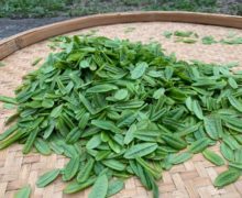 A pile of fresh single tea leaf pluckings for Lu An Gua Pian green tea on a woven bamboo tray.