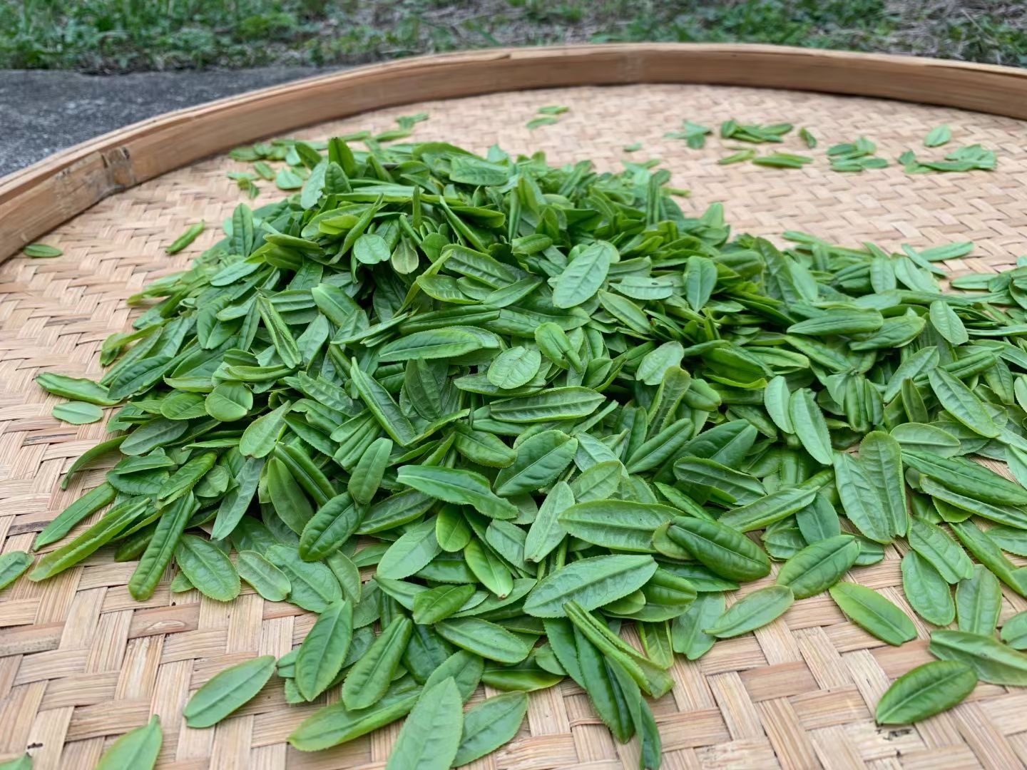 A pile of fresh single tea leaf pluckings for Lu An Gua Pian green tea on a woven bamboo tray.