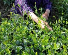 A local tea picker picking tea for Luan Gua Pian Chinese green tea.