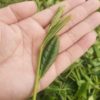 A fresh plucked sprig of Tai Ping Hou Kui on someone's palm. It's long enough to reaches diagonally all the way from one side of the hand to the other.