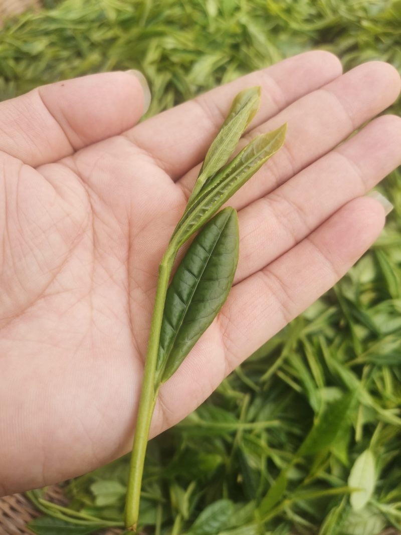 A fresh plucked sprig of Tai Ping Hou Kui on someone's palm. It's long enough to reaches diagonally all the way from one side of the hand to the other.
