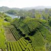 a wide view image of the Monkey King, Tai Ping Houkui, Chinese tea gardens with a lake in the background.