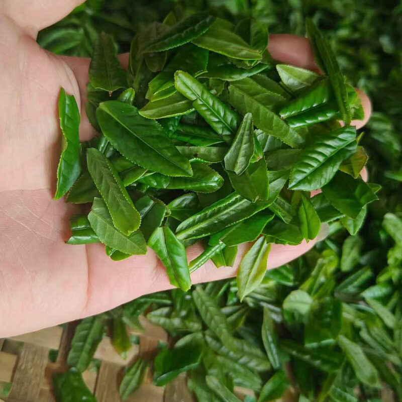 A large pile of fresh Luan Gua Pian green tea leaves. Someone holding many to show its unique, single leaf plucking standard.