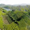 Rolling green hills covered with rows of tea bushes, with interspersed trees and a little lake in the background.