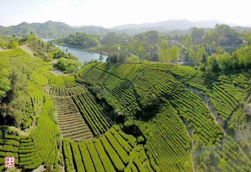 Rolling green hills covered with rows of tea bushes, with interspersed trees and a little lake in the background.