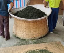 Two men carrying a large bamboo basket of Luan Gua Pian green tea leaves, alternating between roasting and resting.