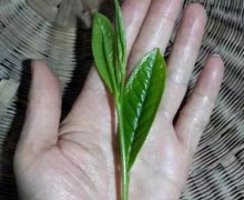 A very large sprig of fresh tea with one bud and two leaves, nearly as long as a person