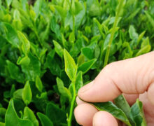 Hand picking a lush tea bush with other picked leaves in hand for Luan Gua Pian Chinese green tea