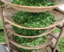 7 baskets hold handpicked Taiping Houkui Chinese green tea leaves while they wither before frying process.