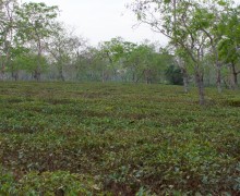 Assam Garden