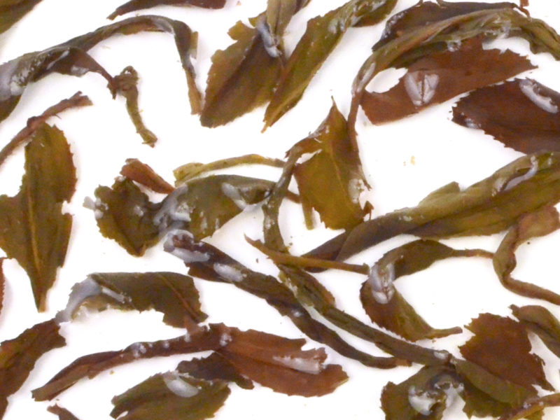 Mi Lan Xiang (Snow Orchid) wet tea leaves floating in clear water.
