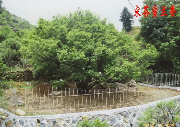 A large tea tree ringed with a fence: the Mi Lan Xiang (Snow Orchid) Dan Cong mother bush.