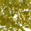 Yun Wu wet tea leaves floating in clear water.