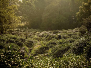 Organic tea garden surrounds the nearby forests