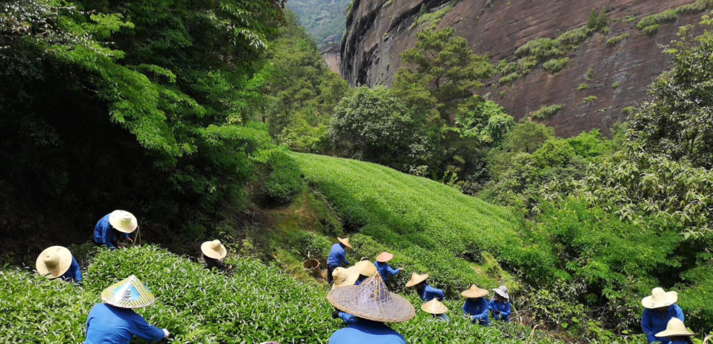 Several tea pickers harvesting Tie Luo Han (Iron Monk) wulong on the side of a small valley covered with tea bushes on one side and an exposed face of dark volcanic rock on the other.