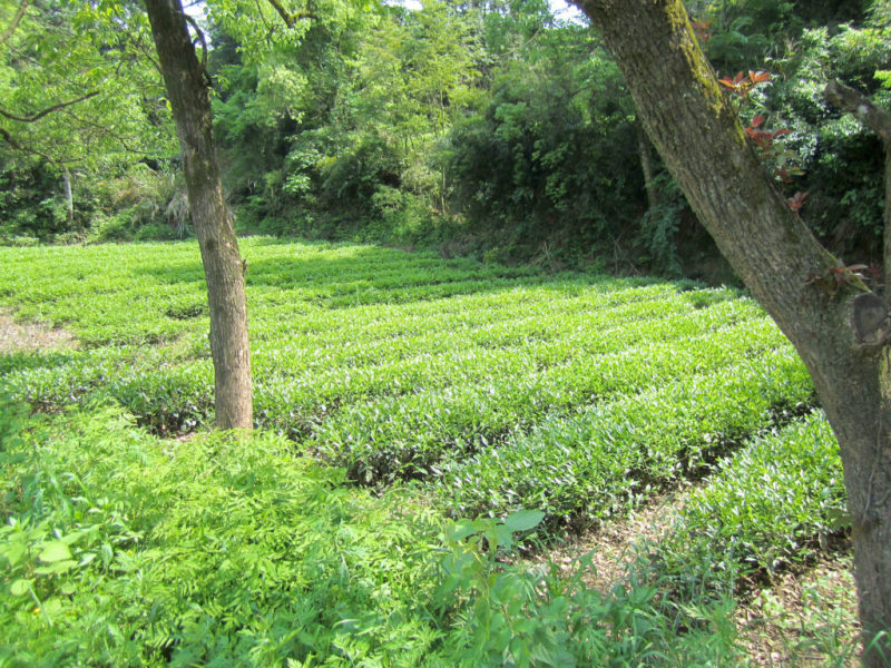 Rows of Tie Luo Han (Iron Monk) wulong tea bushes interspersed with a few trees and surrounded by the forest plants of Wuyishan.