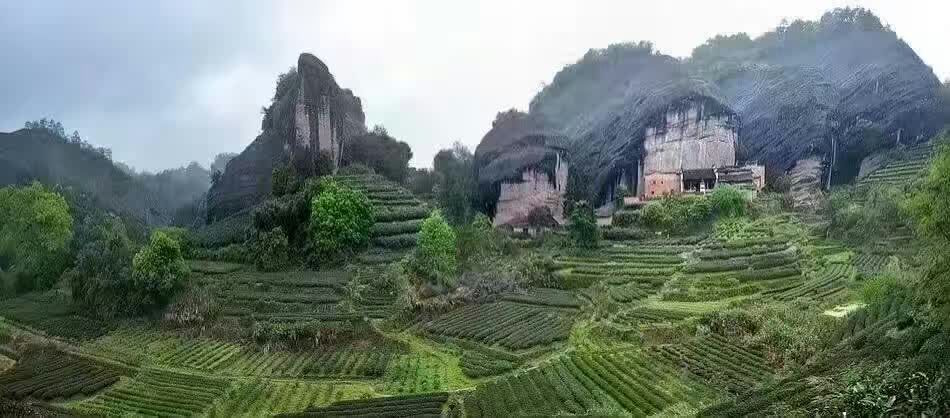 Wu Yi Shan or Wu Yi Mountain is home to Rock Wulong Tea. 