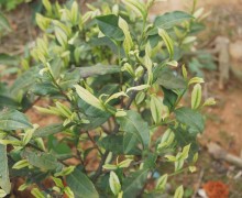The condition of the leaf is one of the standards for specialty tea. Here is a picture of Anji Bai Cha Tea Bush leaves.