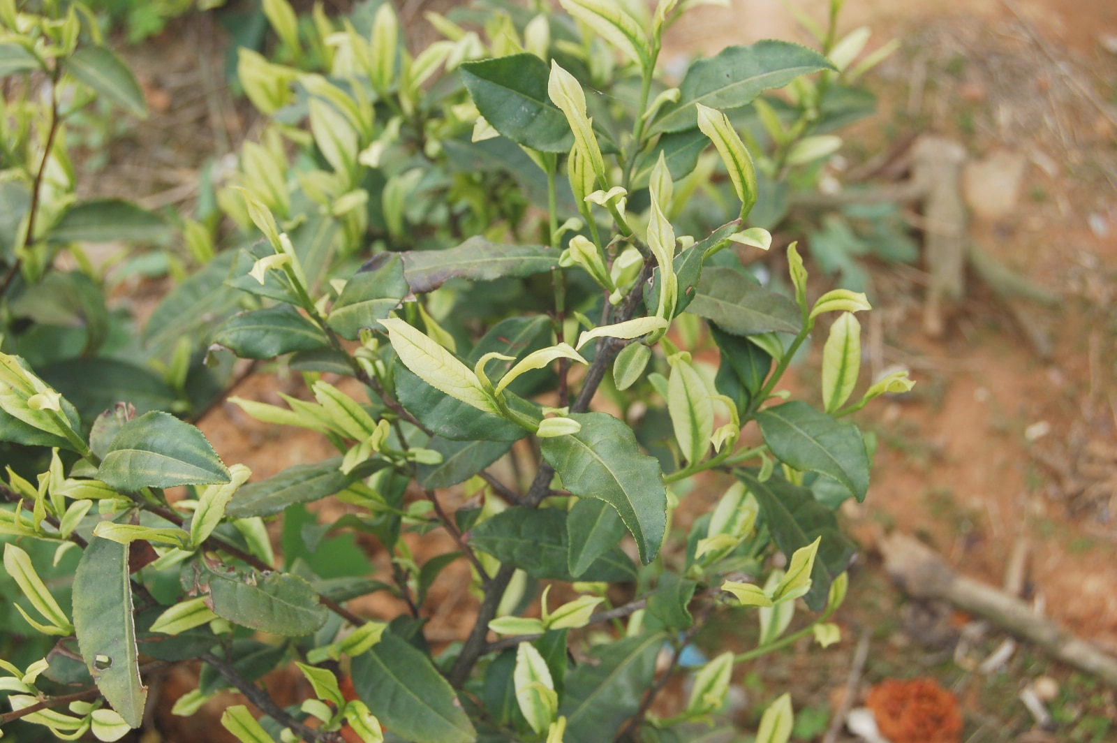 The condition of the leaf is one of the standards for specialty tea. Here is a picture of Anji Bai Cha Tea Bush leaves.