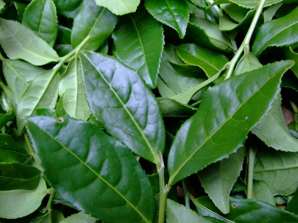Large tea leaves. Three or four leaves attached to a sprig.