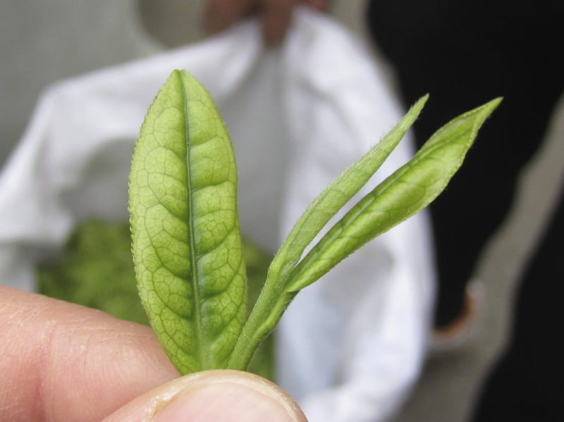 Close view of a sprig of fresh Anji Baicha tea showing the one bud two leaves plucking standard.