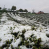 Organic green tea garden with snow lightly covering the tea bushes.