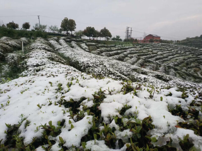 Organic green tea garden with snow lightly covering the tea bushes.