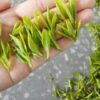 Plucking standard of Misty New Top organic green tea.