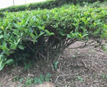 One of Misty New Tops tea bushes in a organic green tea garden