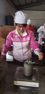 A woman measuring out White Dragon Whiskers leaves, holding Seven Cup's nei fei (branding) before putting it with the rest of the leaves.