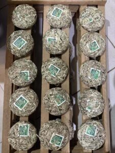 3 rows of White Dragon Whisker tea cakes drying after being steamed and compressed.