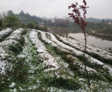 Organic Misty New Top green tea garden in the high mountain