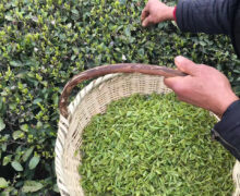 Tea farmer hand picking Chinese spring green tea