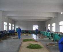 Hand frying and machine frying for organic green tea