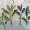 Several fresh plucked sprigs of puer tea leaves. Half of them are regular green, while half of them are the distinctly darker purple-tinted leaves of Black Stripe sheng puer.