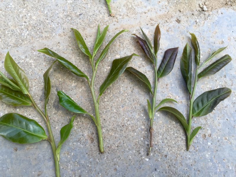 Several fresh plucked sprigs of puer tea leaves. Half of them are regular green, while half of them are the distinctly darker purple-tinted leaves of Black Stripe sheng puer.
