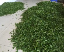 A pile of fresh leaves just harvested in Baiyingshan. 2016.