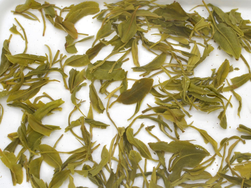 Maojian wet tea leaves in clear water.