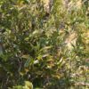 The purplish-green leaves of Hei Tiao Zi (Black Stripe) tea plants in Baiyingshan.