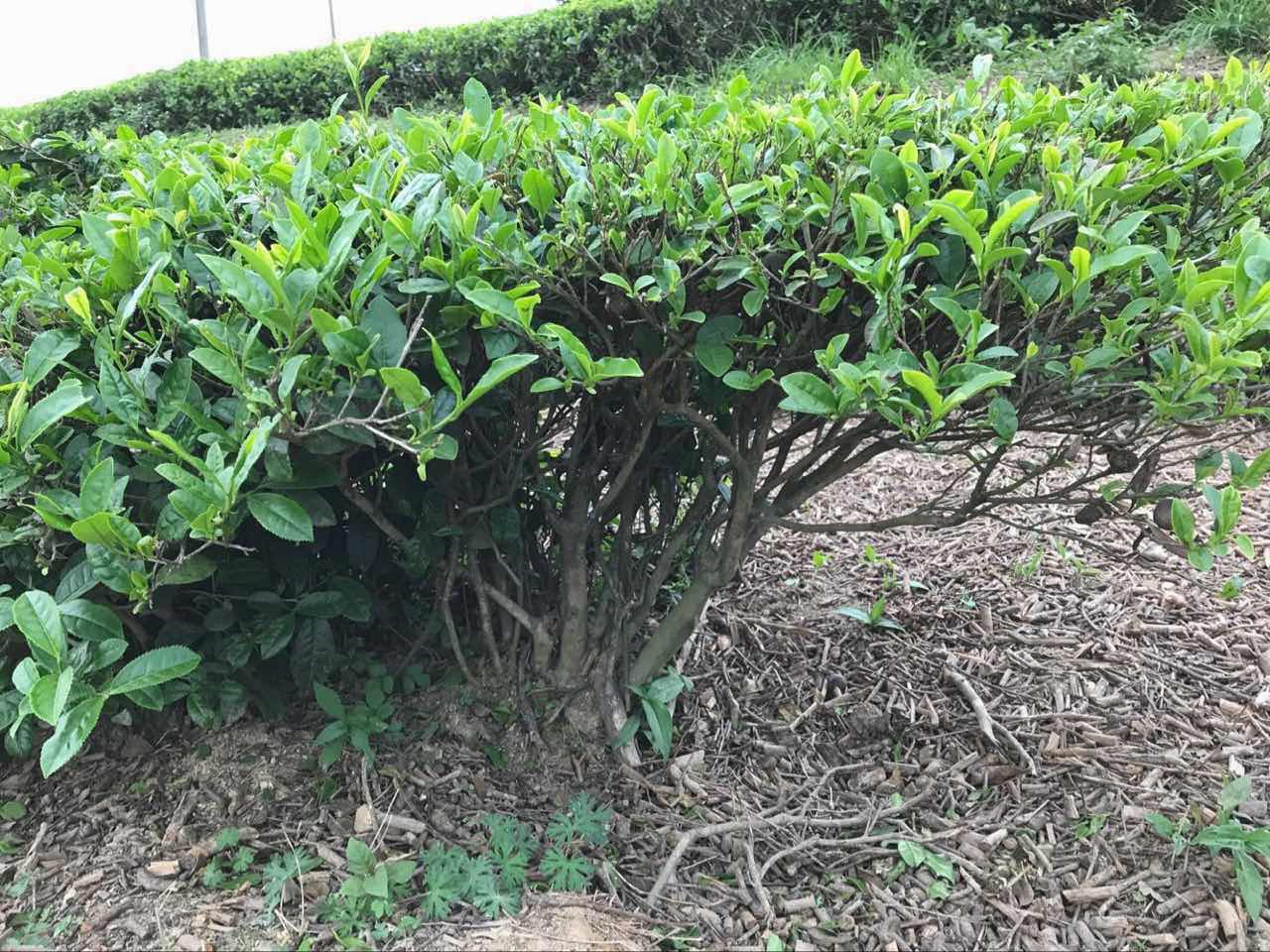 Tea bushes used to make Mao Jian (Misty New Top)
