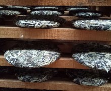 Our 200 gram white moonlight puer tea cakes on the drying rack.
