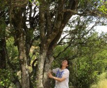 A woman standing under a large tea tree in Baiyingshan, leaning on its trunk and looking up into its canopy.