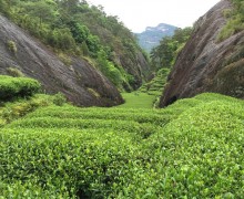 Tea Bushes in Wuyishan National Park