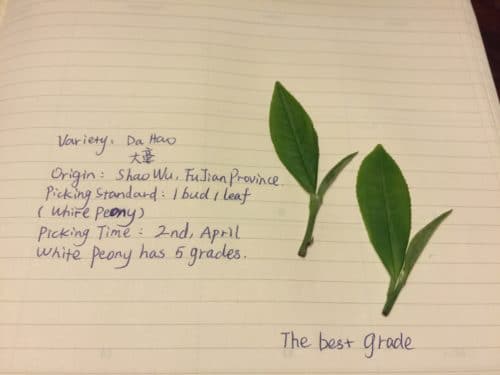 Da Hao tea cultivar leaves with ntoes