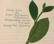 Leaves from a Qi Lan Wulong Tea Cultivar with notes