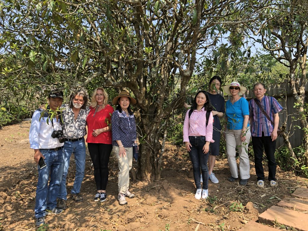 Tea Tour Group photo with an old tea tree in Youleshan.